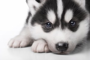 Husky