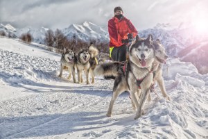 Musher w. Team and Mountains